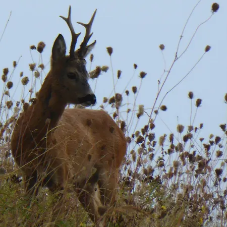 شقة Suedstrand ,meerblick,schwimmbadnutzung Inklusive, Hauseigene Sauna