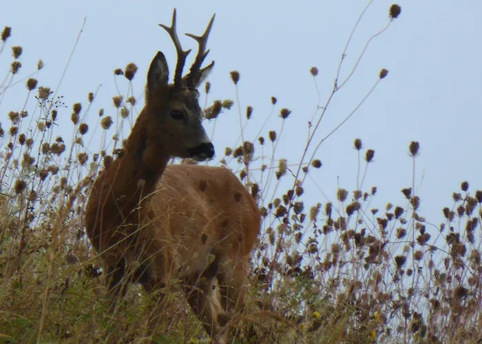 Appartamento Suedstrand ,meerblick,schwimmbadnutzung Inklusive, Hauseigene Sauna